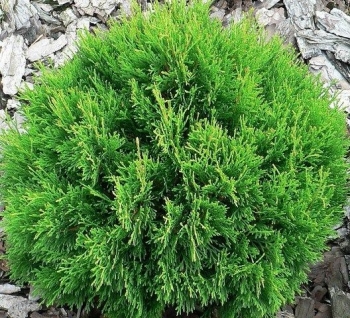 sadzonki - Żywotnik zachodni DANICA Thuja occidentalis