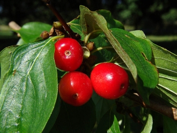 sadzonki - Dereń jadalny Cornus mas C5