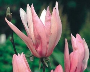 rośliny ogrodowe - Magnolia Ricki P15/80cm