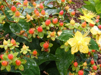 sklep ogrodniczy - Dziurawiec MIRACLE BLOSSOM Hypericum /C2 *K20