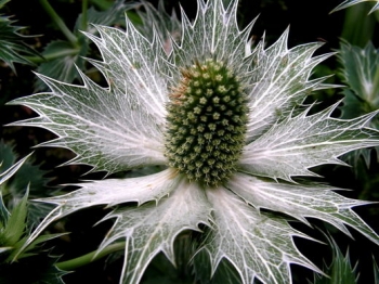 sadzonki - Mikołajek olbrzymi (Eryngium giganteum) P11 *25P