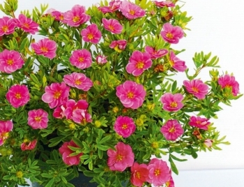 sklep ogrodniczy - Pięciornik krzewiasty PINK PARADISE 'Kupinpa' Potentilla fruticosa /C2 *K2