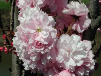 sklep ogrodniczy - Wiśnia kolumnowa AMANOGAWA Prunus serrulata C5/100cm *6