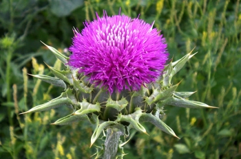 rośliny ogrodowe - Ostropest plamisty - 10g nasion Silybum marianum