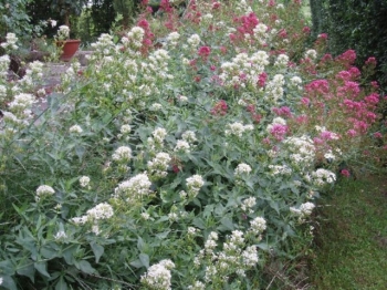 sklep ogrodniczy - Kentrantus - Ostrogowiec - mieszanka - nasiona - 0,1 g Centranthus ruber