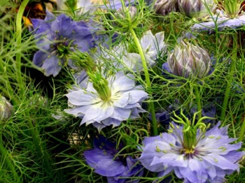 rośliny ogrodowe - Czarnuszka damasceńska - nasiona 2 g Nigella sativa