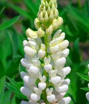 rośliny ogrodowe - Łubin trwały Noblemaiden- nasiona - 2g  Lupinus polyphyllus