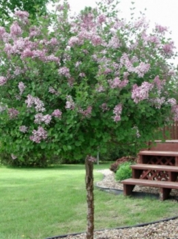 rośliny ozdobne - Lilak Meyera Palibin (Syringa meyeri Palibin) na PNIU C5/Pa80(120)cm *22