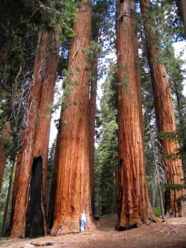 sklep ogrodniczy - Mamutowiec olbrzymi Sekwoja olbrzymia Mamutowe drzewo Sequoiadendron giganteum C15/1,2m