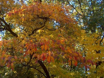 rośliny ozdobne - Sasafras lekarski Sasafrzan lekarski Sassafras lekarski Sassafras albidum - nasiona 10szt.