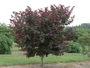 rośliny ozdobne - Judaszowiec kanadyjski MERLOT Cercis canadensis C4/50-60cm *29T