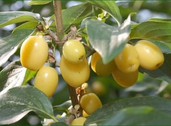 rośliny ogrodowe - Dereń jadalny JANTARNYJ  Cornus mas