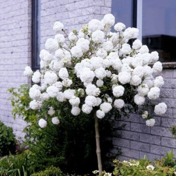 sklep ogrodniczy - Kalina ESKIMO na PNIU Viburnum Eskimo C3/Pa60-80(110)cm TW