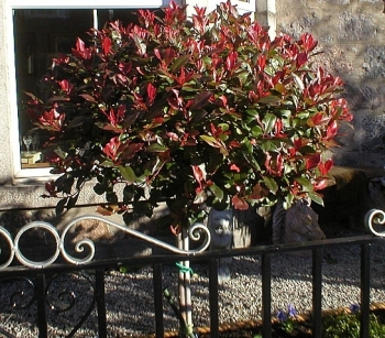 rośliny ogrodowe - Głogownik RED ROBIN na PNIU  Photinia fraseri C7,5/Pa120(150)cm *K10