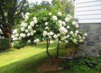 sadzonki - Hortensja bukietowa KYUSHU na PNIU  Hydrangea paniculata C7,5/60-80cm