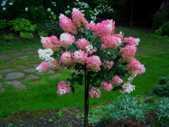 rośliny ozdobne - Hortensja bukietowa Renhy VANILLE FRAISE na PNIU Hydrangea paniculata C2/Pa30(50)cm *17