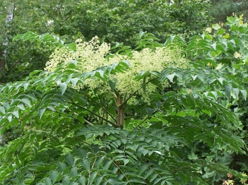 rośliny ogrodowe - Aralia japońska Aralia wysoka Aralia elata C7,5/100-140cm