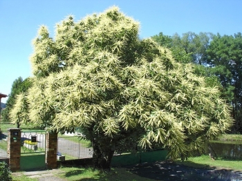 sklep ogrodniczy - Kasztan jadalny ASPLENIIFOLIA  Castanea sativa