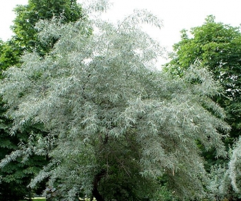 rośliny ogrodowe - Oliwnik wąskolistny (Elaeagnus angustifolia) C2/20-30cm *K25