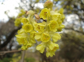 rośliny ozdobne - Leszczynowiec chiński  Corylopsis sinensis