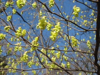 sadzonki - Leszczynowiec nagi  Corylopsis glabrescens C3/50cm