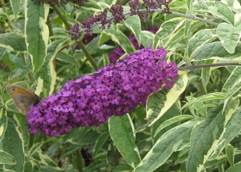 sklep ogrodniczy - Budleja Dawida HARLEQUIN  Buddleja davidi /C2 *T35