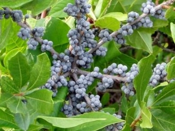 sadzonki - Myrica pensylvanica Morella pensylvanica Myrica cerifera Woskownica pensylwańska /C2 *K18