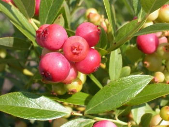 sklep ogrodniczy - Borówka różowa PINK LEMONADE  Vaccinium P15/40cm