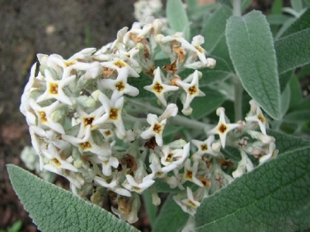 rośliny ozdobne - Budleja SILVER ANNIVERSARY  Buddleja /C2 *K11