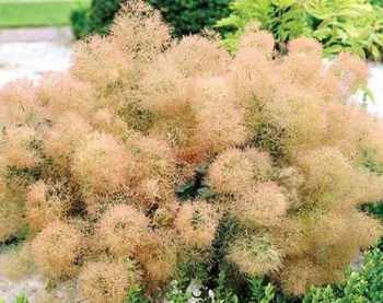 rośliny ozdobne - Perukowiec podolski YOUNG LADY  Cotinus coggyria C10/60-80cm *23