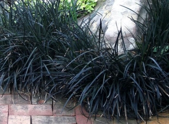rośliny ogrodowe - Ophiopogon planiscapus Black Beard PBR (czarna trawa) C2