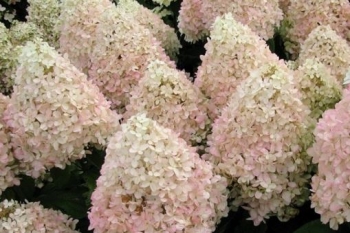 sadzonki - Hortensja wiechowata SWEET SUMMER 'Bokrathirteen' Hydrangea paniculata C2 *17