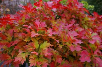 sadzonki - Dąb błotny ISABEL Quercus palustris C10/Pa100-120cm