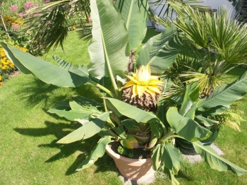 rośliny ogrodowe - Bananowiec Musella lasiocarpa Bananek C9/60cm