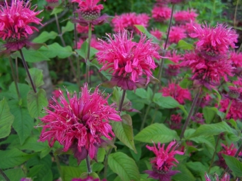 sklep ogrodniczy - Pysznogłówka karłowa PINK SUPREME  Monarda