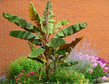rośliny ozdobne - Bananowiec ZEBRINA   Musa acuminata spp. Zebrina Banan