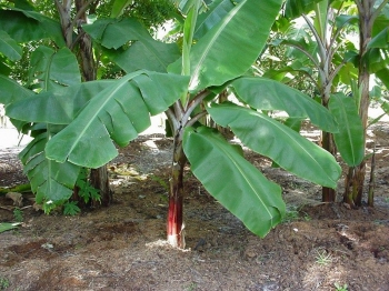 sadzonki - Bananowiec mrozoodporny Musa basjoo Banan C2/30-50cm *G
