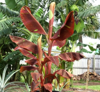 sadzonki - Bananowiec SIAM RUBY Musa Banan