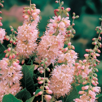 rośliny ogrodowe - Orszelina olcholistna Pink Spire (Clethra alnifolia Pink Spire) C3/60cm
