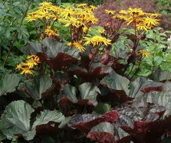 rośliny ogrodowe - Języczka pomarańczowa MIDNIGHT LADY  Ligularia dentata /C2-C3 *16