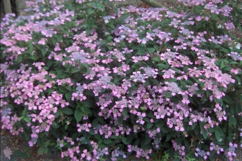 sadzonki - Hortensja piłkowana MOUNT ASO Hydrangea serrata /C2