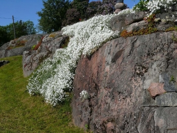 rośliny ozdobne - Rogownica kutnerowata  Cerastium tomentosum P9
