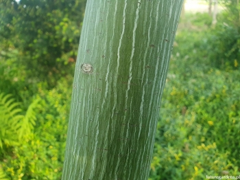rośliny ogrodowe - Klon zielonokory Acer tegmentosum /C5