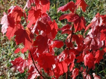 sadzonki - Klon czerwony BRANDYWINE  Acer rubrum C7,5/1,6-1,8m *6