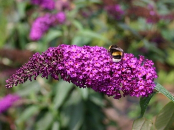 sklep ogrodniczy - Budleja Dawida AFRICAN QUEEN  Buddleja davidii