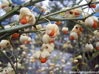 sklep ogrodniczy - Trzmielina pospolita ALBUS na PNIU  Euonymus europaeus C12/Pa120(180)cm *6