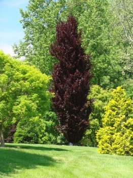 rośliny ogrodowe - Buk pospolity DAWYCK PURPLE  Fagus sylvatica C5/100-120cm