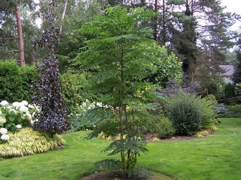 sadzonki - Aralia japońska - Aralia elata - nasiona 10 szt.