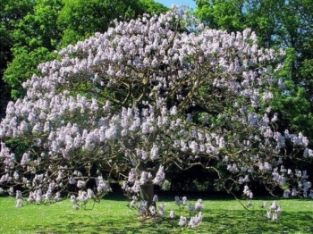 sadzonki - Paulownia Tomentosa Hulsdonk C3/60cm