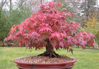 sadzonki - Klon palmowy ATROPURPUREUM  Acer palmatum - nasiona 10 szt.